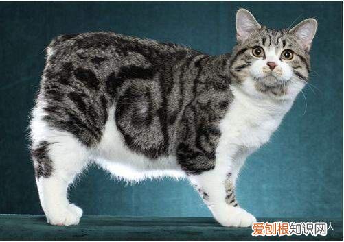 世界上一共有多少个品种的猫，史上最全猫咪品种，约二百种，从古至今