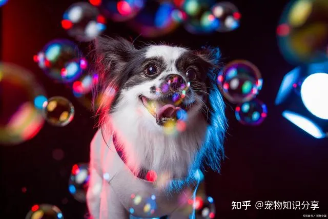 宠物狗品种大全 热门宠物排行，常见宠物犬20种，宠物狗品种大全！