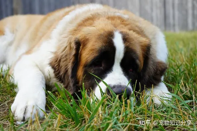 宠物狗品种大全 热门宠物排行，常见宠物犬20种，宠物狗品种大全！