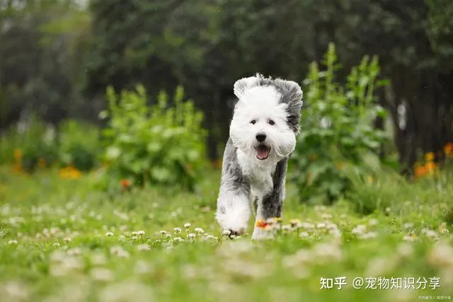 宠物狗品种大全 热门宠物排行，常见宠物犬20种，宠物狗品种大全！