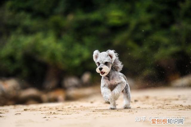 宠物狗品种大全 热门宠物排行，常见宠物犬20种，宠物狗品种大全！