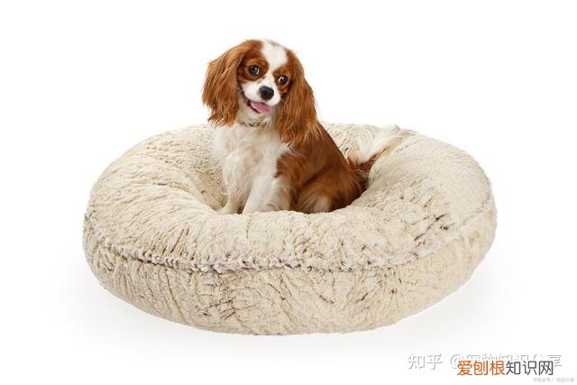 宠物狗品种大全 热门宠物排行，常见宠物犬20种，宠物狗品种大全！