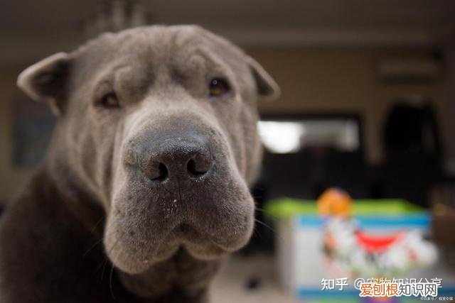 宠物狗品种大全 热门宠物排行，常见宠物犬20种，宠物狗品种大全！