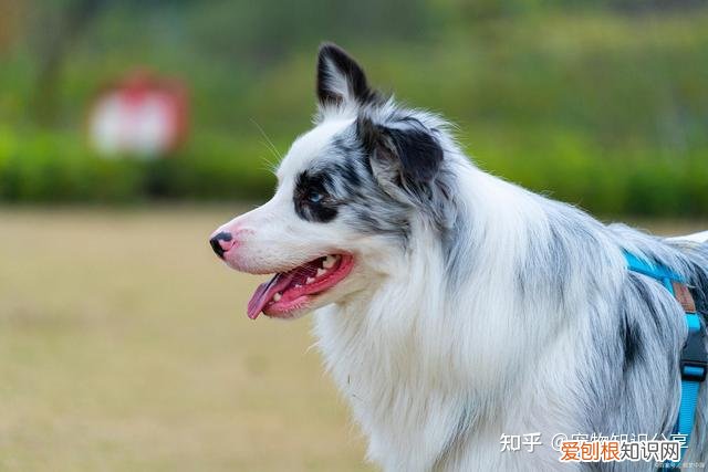 宠物狗品种大全 热门宠物排行，常见宠物犬20种，宠物狗品种大全！