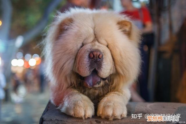 宠物狗品种大全 热门宠物排行，常见宠物犬20种，宠物狗品种大全！