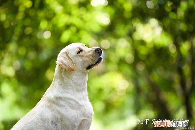 宠物狗品种大全 热门宠物排行，常见宠物犬20种，宠物狗品种大全！