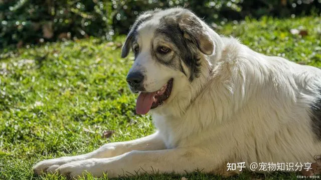 宠物狗品种大全 热门宠物排行，常见宠物犬20种，宠物狗品种大全！