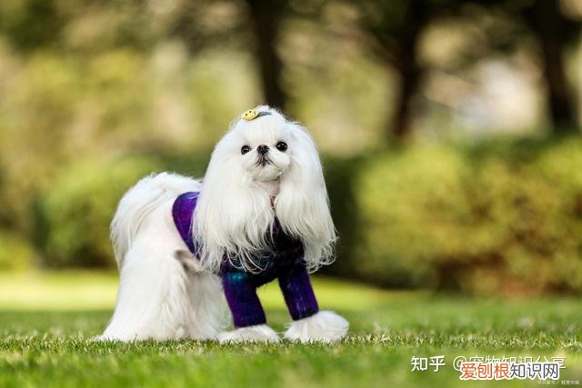 宠物狗品种大全 热门宠物排行，常见宠物犬20种，宠物狗品种大全！