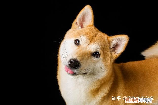 宠物狗品种大全 热门宠物排行，常见宠物犬20种，宠物狗品种大全！