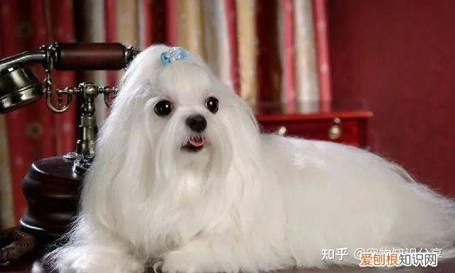 宠物狗品种大全 热门宠物排行，常见宠物犬20种，宠物狗品种大全！