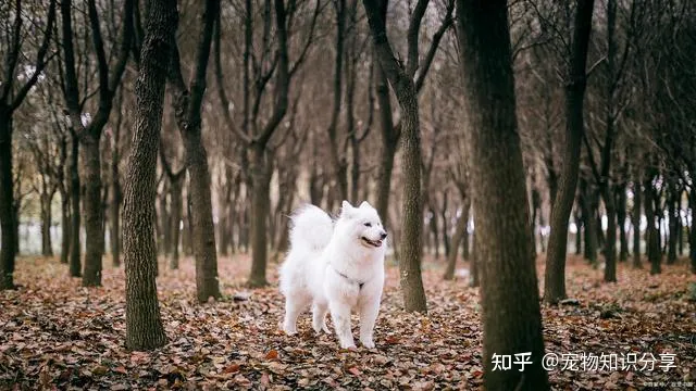 宠物狗品种大全 热门宠物排行，常见宠物犬20种，宠物狗品种大全！