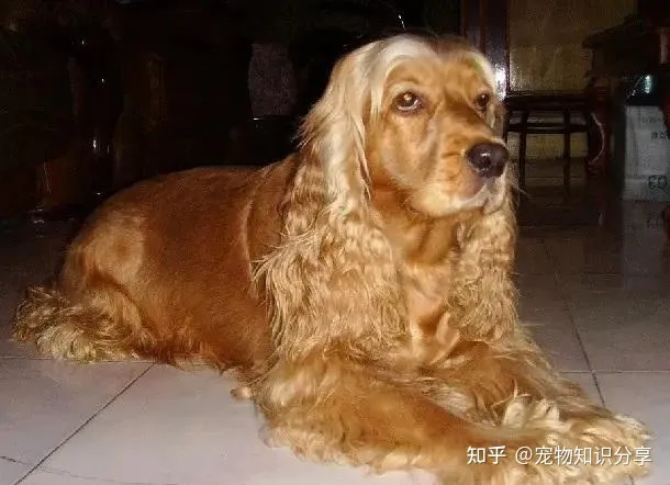 宠物狗品种大全 热门宠物排行，常见宠物犬20种，宠物狗品种大全！