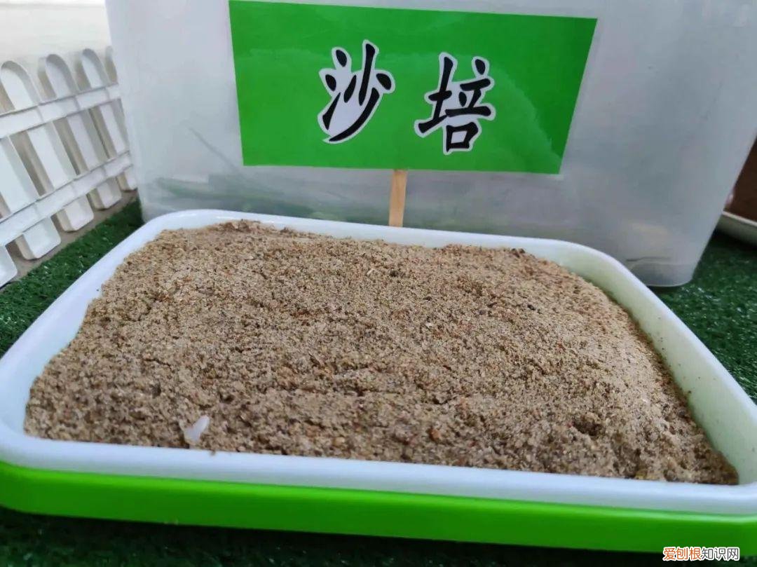 水仙花如何养殖方法,【养花知识营地】水仙花的养殖方法和注意事项