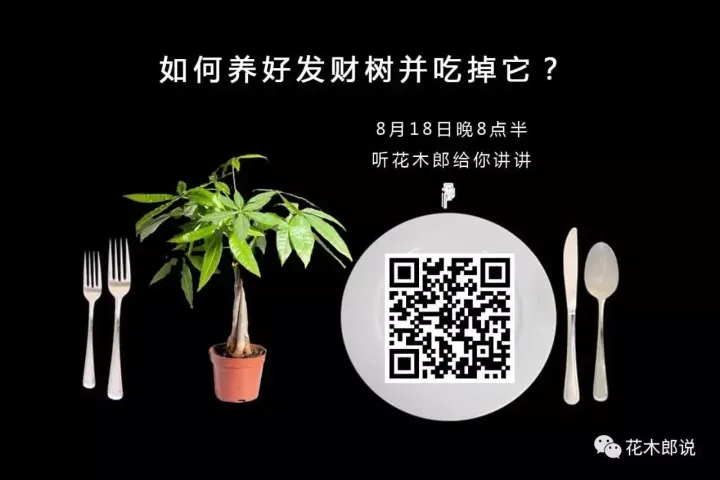 光照不足适合养什么植物图片，养花入门：正确分辨光照强弱，是你养好植物的前提