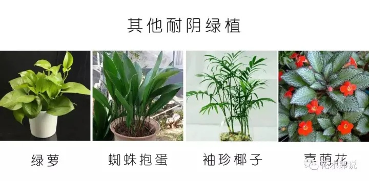 光照不足适合养什么植物图片，养花入门：正确分辨光照强弱，是你养好植物的前提