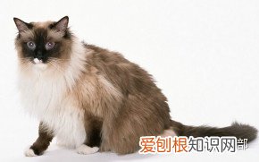 猫咪的品种大全及图片，72种猫咪品种大全图片及介绍 |