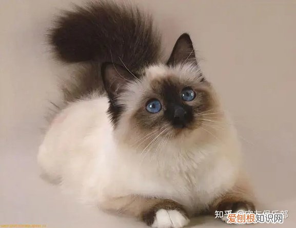 猫咪的品种大全及图片，72种猫咪品种大全图片及介绍 |