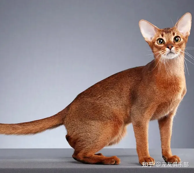 猫咪的品种大全及图片，72种猫咪品种大全图片及介绍 |