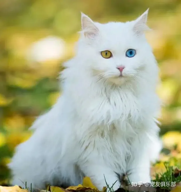 猫咪的品种大全及图片，72种猫咪品种大全图片及介绍 |