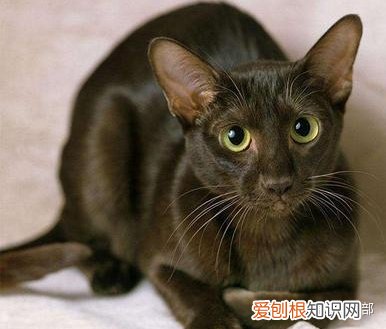 猫咪的品种大全及图片，72种猫咪品种大全图片及介绍 |