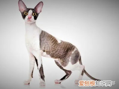 猫咪的品种大全及图片，72种猫咪品种大全图片及介绍 |