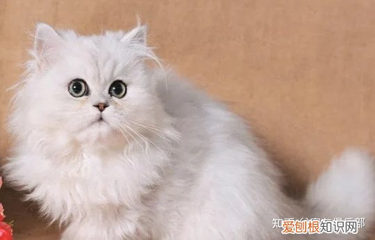 猫咪的品种大全及图片，72种猫咪品种大全图片及介绍 |