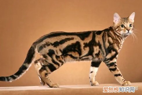 猫咪的品种大全及图片，72种猫咪品种大全图片及介绍 |