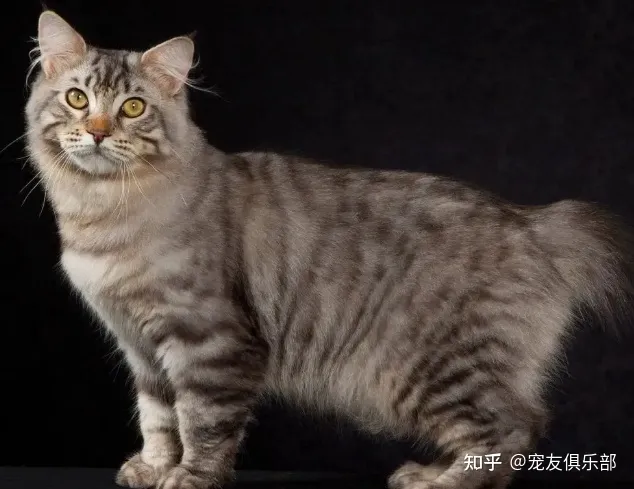 猫咪的品种大全及图片，72种猫咪品种大全图片及介绍 |
