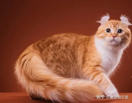 猫咪的品种大全及图片，72种猫咪品种大全图片及介绍 |