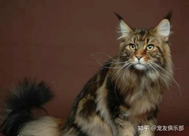猫咪的品种大全及图片，72种猫咪品种大全图片及介绍 |