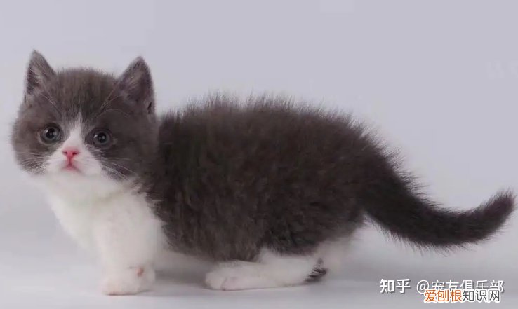 猫咪的品种大全及图片，72种猫咪品种大全图片及介绍 |