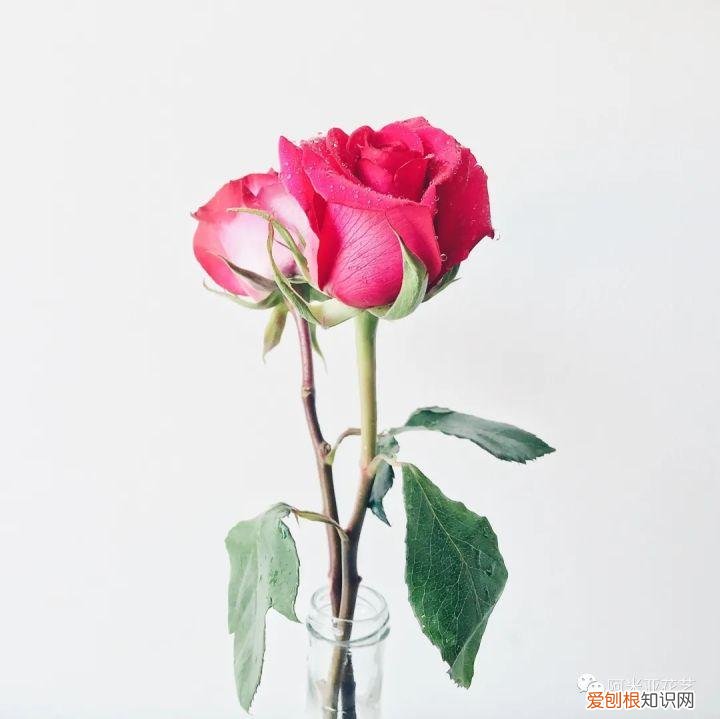 花材的认识与养护教案,花材日常养护小知识