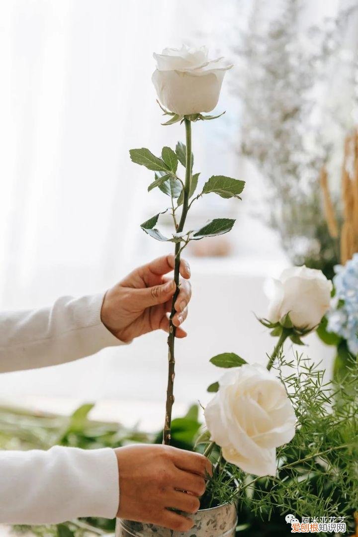 花材的认识与养护教案,花材日常养护小知识