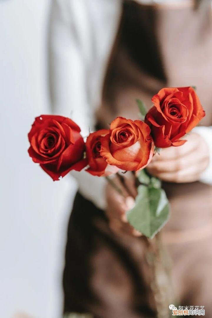 花材的认识与养护教案,花材日常养护小知识