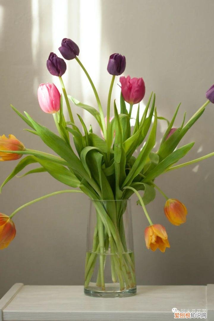 花材的认识与养护教案,花材日常养护小知识