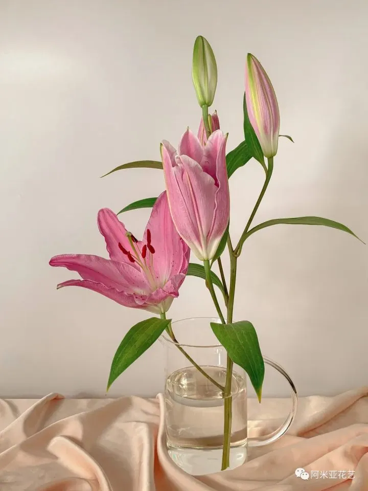 花材的认识与养护教案,花材日常养护小知识