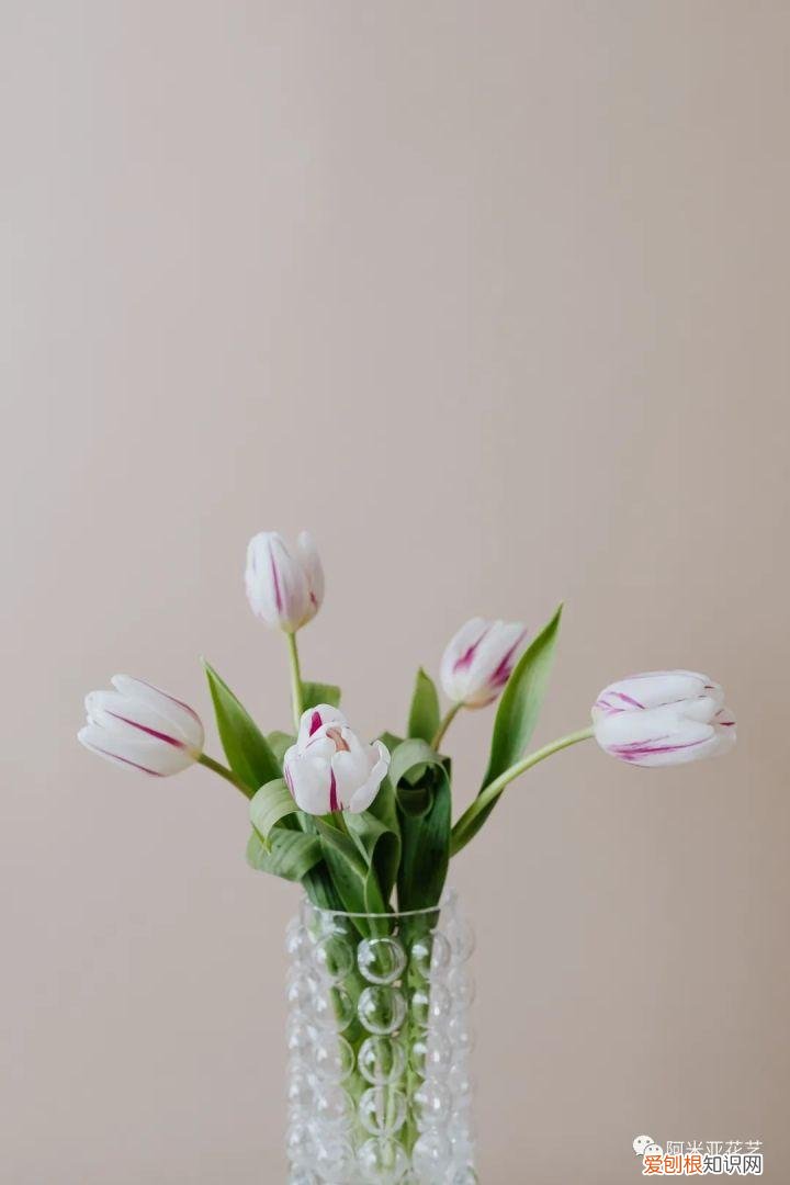 花材的认识与养护教案,花材日常养护小知识