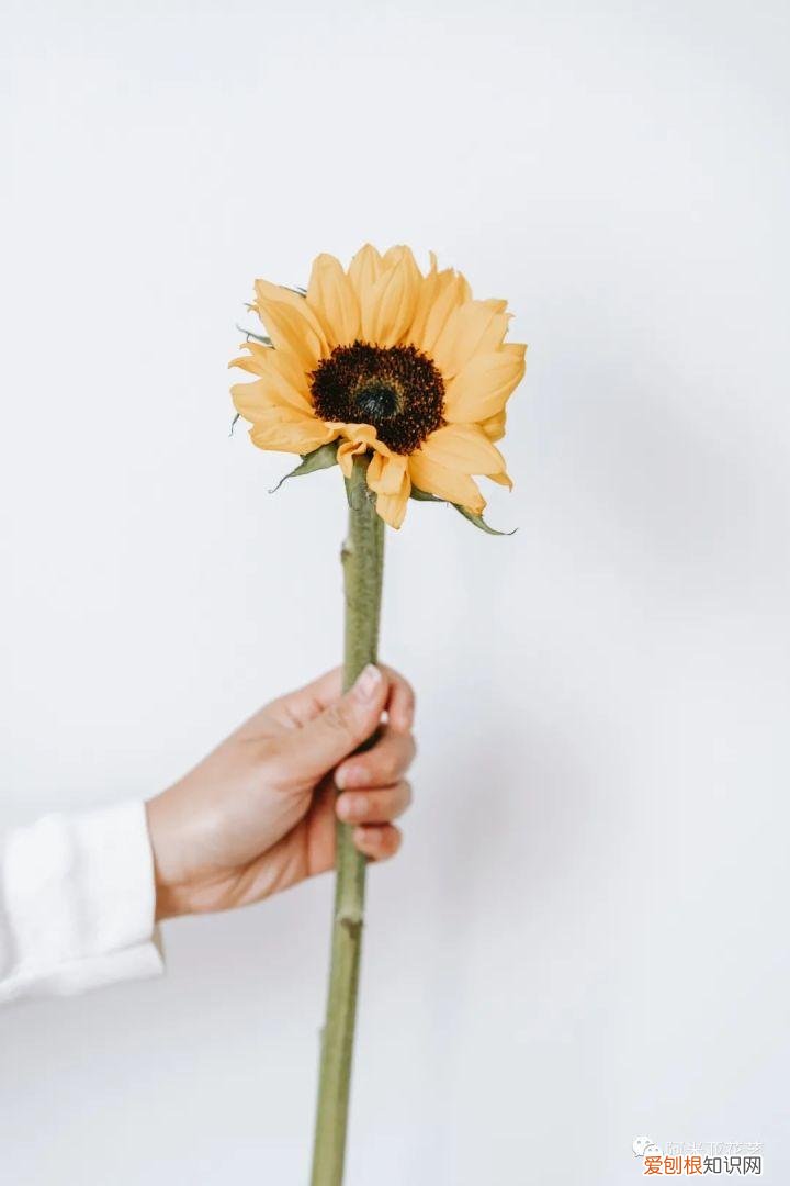 花材的认识与养护教案,花材日常养护小知识