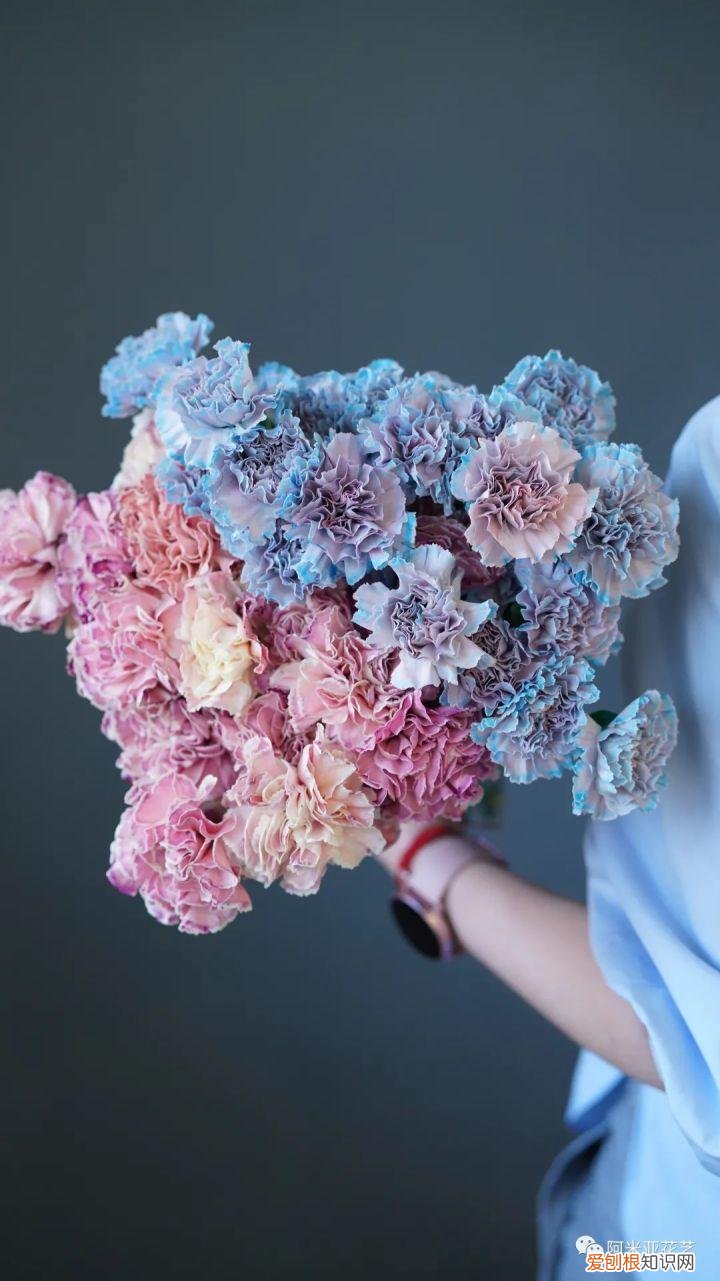 花材的认识与养护教案,花材日常养护小知识