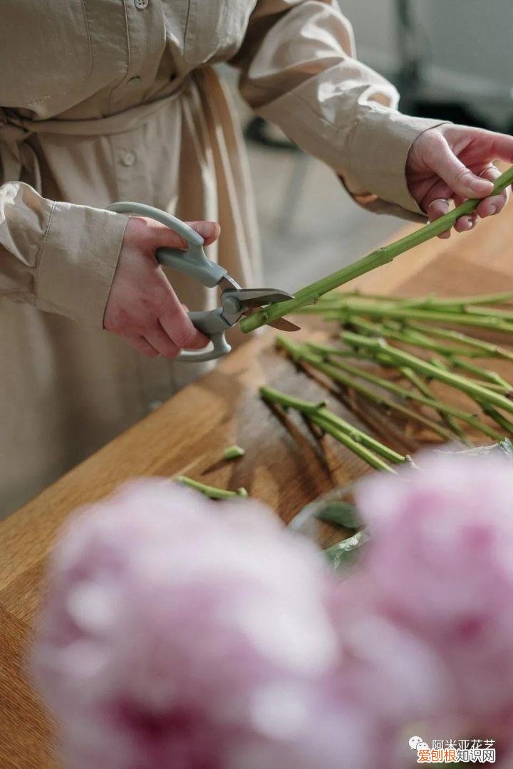 花材的认识与养护教案,花材日常养护小知识