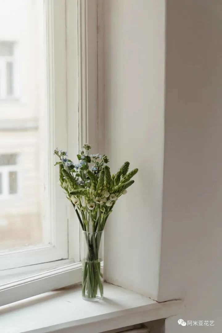 花材的认识与养护教案,花材日常养护小知识