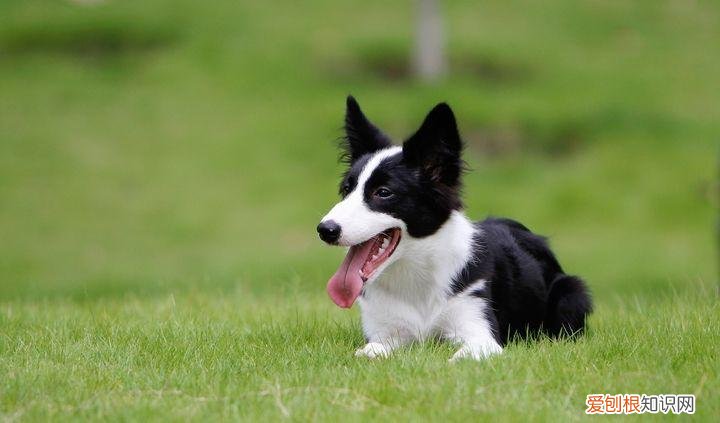 各犬种价格表，常见宠物狗大全：品种，简介，价格