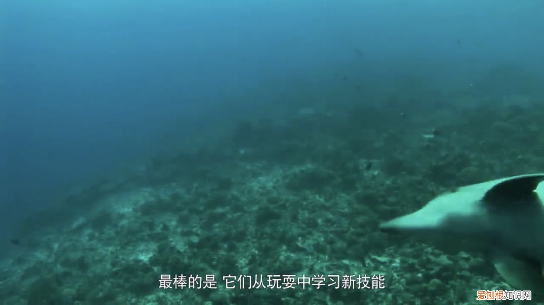 早教课程资源百度网盘,去哪儿找优质的早教动画资源?