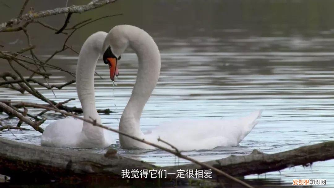 早教课程资源百度网盘,去哪儿找优质的早教动画资源?