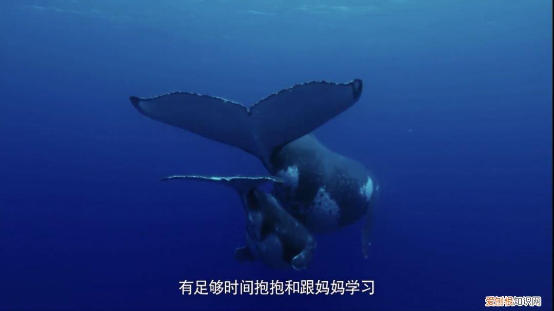 早教课程资源百度网盘,去哪儿找优质的早教动画资源?