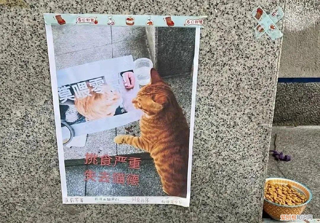 猫知道自己做错事情了吗，猫猫做错了什么，要贴标语警告？