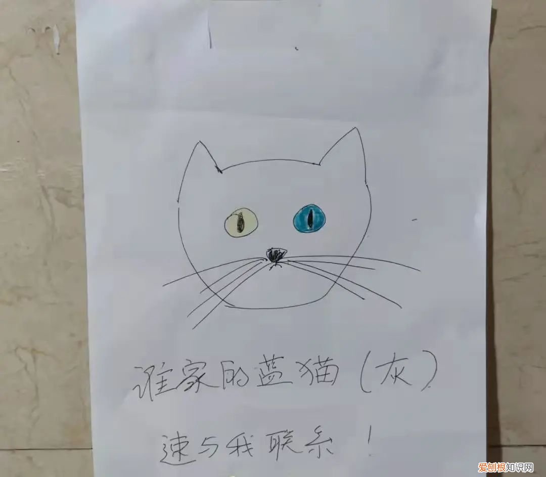 猫知道自己做错事情了吗，猫猫做错了什么，要贴标语警告？