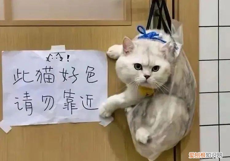 猫知道自己做错事情了吗，猫猫做错了什么，要贴标语警告？