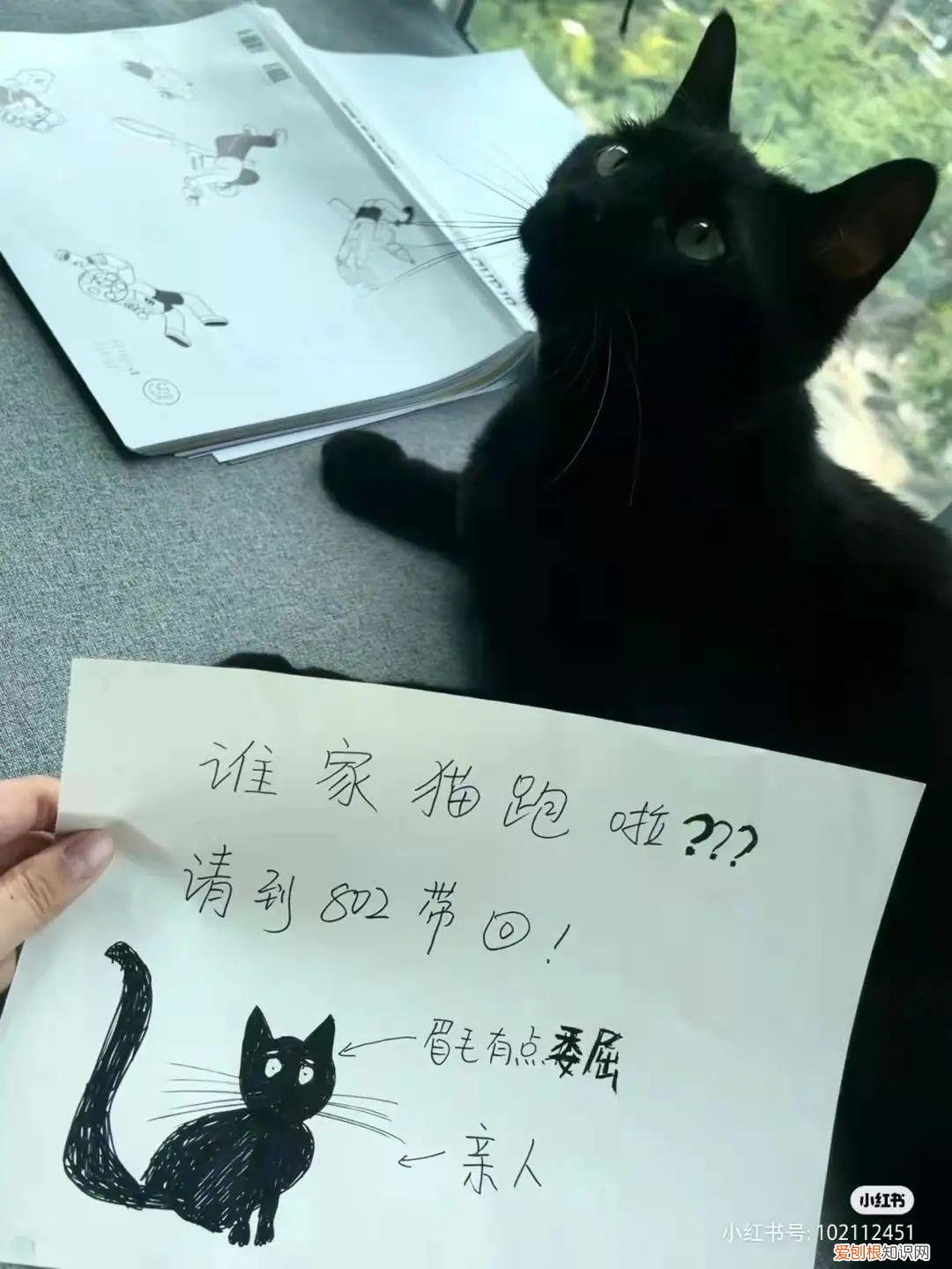 猫知道自己做错事情了吗，猫猫做错了什么，要贴标语警告？