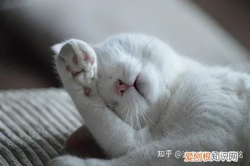 猫咪的驱虫狗能用吗，宠物知识科普：猫狗为什么要驱虫？养宠家长看过来！